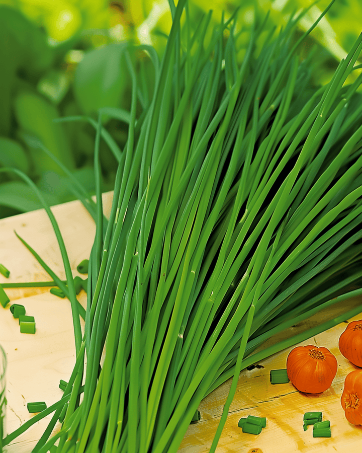 Sementes de cebolinha chinesa (Allium tuberosum) – erva aromática perene