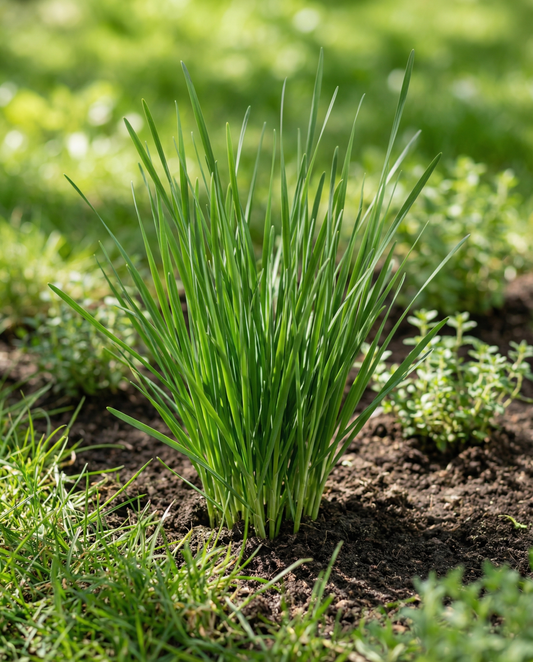 Cebolinha chinesa (Allium tuberosum) – sementes de erva aromática perene da SeedsChoice