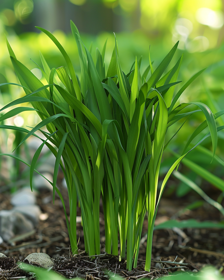 Sementes de relva para gatos (Hordeum vulgare) – erva anual
