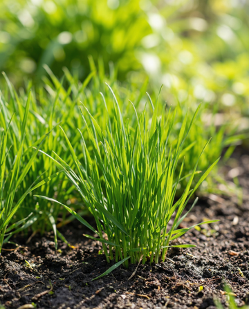 Relva para Gatos (Hordeum vulgare) – sementes de relva anual da SeedsChoice