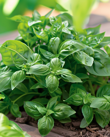 Sementes de Manjericão Bascuro Greek (Ocimum basilicum) – anual