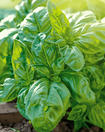 Semillas de Napolitano Basil Lettuce Leaved (Ocimum basilicum) – hortaliza anual