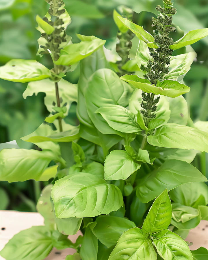 Semillas de albahaca Blue Spice (Ocimum basilicum) – hierba anual