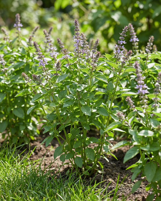 Albahaca Blue Spice (Ocimum basilicum) – semillas de hierba anual de SeedsChoice