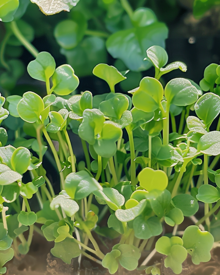 Sementes de mostarda para germinar (Sinapis alba) – sementes biológicas anuais para germinação