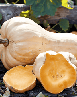Pumpkin Waltham Butternut Seeds Cucurbita Moschata Annual
