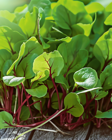 Sementes de azeda-de-veias-vermelhas para microgreens (Rumex sanguineus) – microgreens anuais