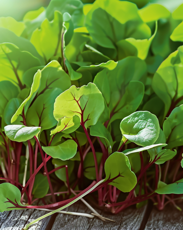 Red Veined Sorrel Microgreens seeds (Rumex sanguineus) – annual microgreens