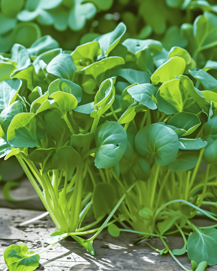 Sementes de Tatsoi Microgreens (Brassica rapa) – microgreens anuais