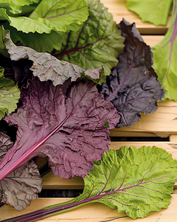 Semillas de Amsoi Red (Brassica juncea) – hortaliza anual