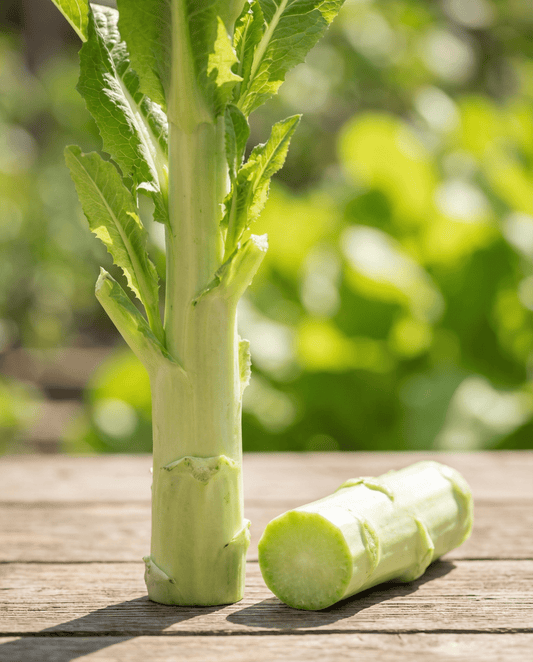 Celtuce Lettuce (Lactuca sativa) – annual vegetable seeds from SeedsChoice