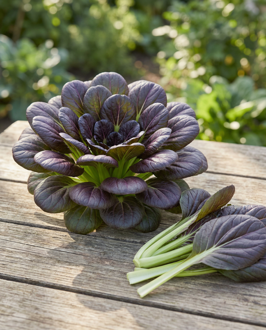 Red Tatsoi (Brassica rapa) – sementes de legume da SeedsChoice