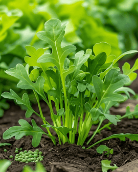 Sementes de Rúcula Eruca sativa Legume Anual Mistura para Porquinhos-da-Índia