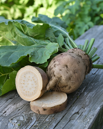 Semillas de remolacha forrajera Brigadier (Beta vulgaris) – verdura anual