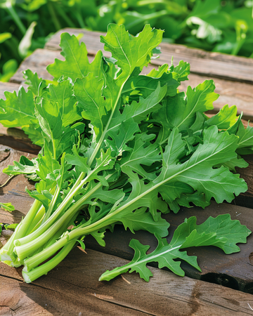 Semillas de achicoria Spadona (Cichorium intybus) – hortaliza anual