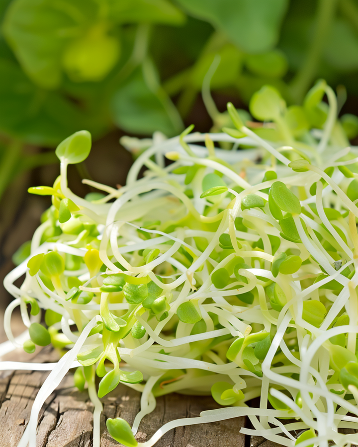 Sementes de Alfafa para Germinar Microgreens (Medicago sativa) – sementes anuais biológicas para germinar