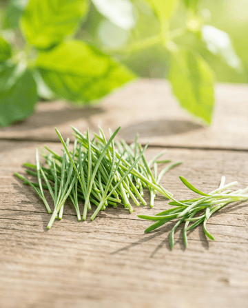 Puerro germinado (Allium porrum) – semillas ecológicas anuales para germinación de SeedsChoice