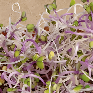 Semillas ecológicas de colinabo Sprouting Purple (Brassica oleracea) – germinados anuales