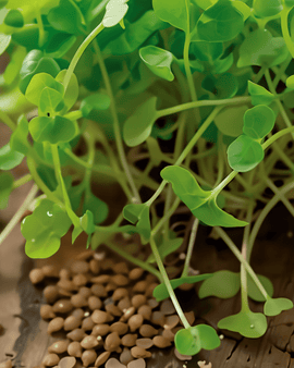 Sementes de Rúcula para Germinar Biológica Eruca sativa Anual