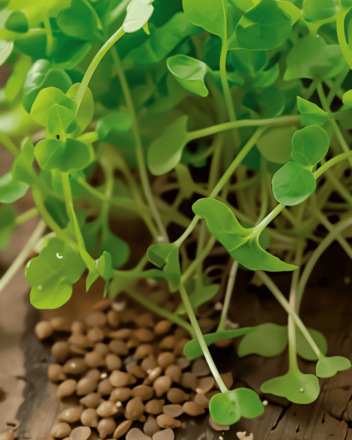 Semillas de rúcula para germinar (Eruca sativa) – semillas ecológicas anuales para germinar