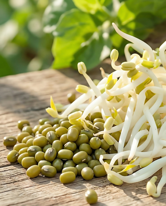 Feijão-mungo para Germinação (Vigna radiata) – sementes biológicas anuais para germinar da SeedsChoice