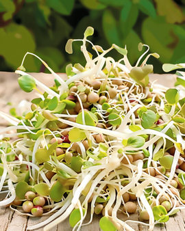 Semillas de mezcla para ensalada germinada orgánica Lactuca sativa anual
