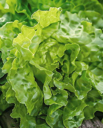 Sementes peletizadas de alface Neckarreuzen Summer Diamond (Lactuca sativa) – vegetal anual