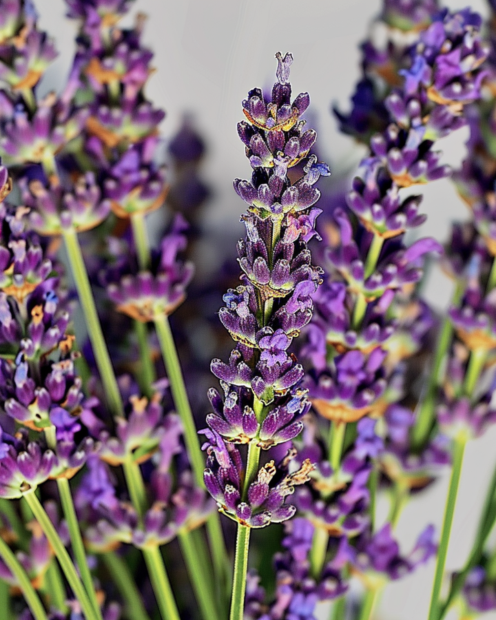 Sementes de lavanda (Lavandula angustifolia) – erva perene