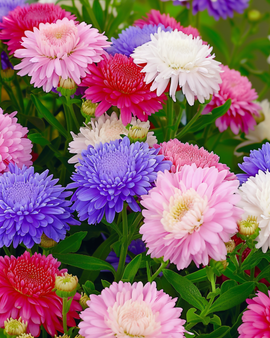 Semillas de Aster Nano Merveille Mix Callistephus Chinensis Anuales Multicolor