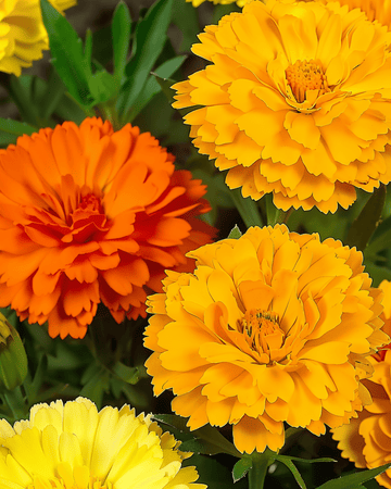 Sementes Doppia Fiesta Multicolor (Calendula officinalis) – anual