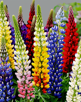 Sementes de Tremoço Lupinus Hartwegii Mistura Perene Multicolor 120 cm