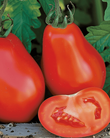 Sementes de tomate Scatolone Roma Type (Solanum lycopersicum) – legume