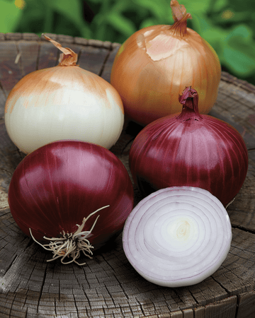Semillas de cebolla Mix Tris Di Cipolle (Allium cepa) – vegetal bienal