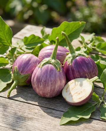 Beringela Prosperosa (Solanum melongena) – sementes de hortícola da SeedsChoice