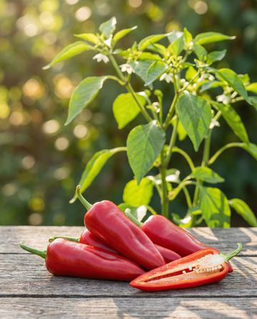 Semillas de pimiento italiano dulce Early (Capsicum annuum) – semillas de hortaliza de SeedsChoice