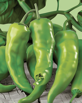 Friggitello Pepper Seeds Capsicum Annuum Early Variety