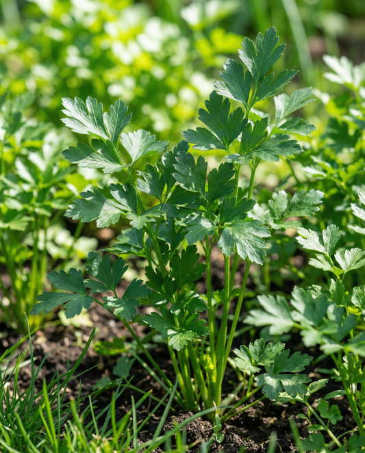 Perejil Giant Of Naples (Petroselinum crispum) – semillas de hierba bienal de SeedsChoice