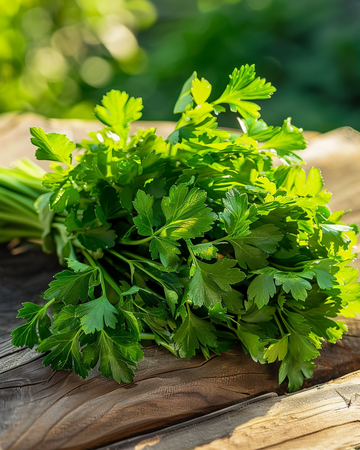 Sementes de salsa (Petroselinum crispum) – erva bienal