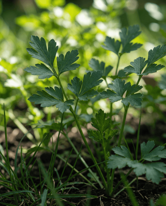 Salsa (Petroselinum crispum) – sementes de erva bienal da SeedsChoice