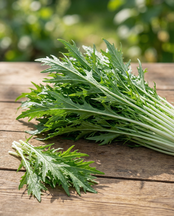 Mizuna Leafy (Brassica rapa) – sementes de hortaliças de SeedsChoice