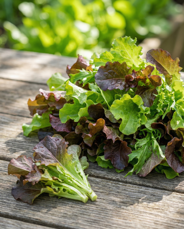 Alface Cut And Come Again Mix (Lactuca sativa) – sementes de legume da SeedsChoice