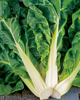 Sementes de Acelga Beta Vulgaris Verde A Costa Bianca Legume