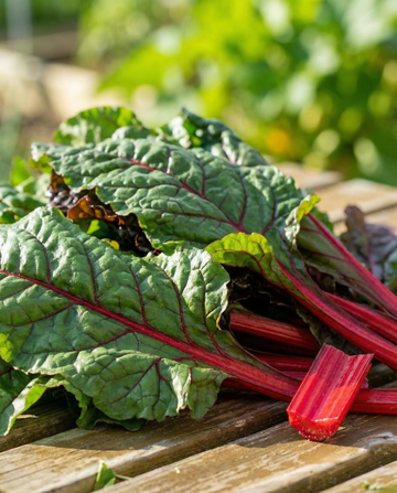 Acelga Rhubarb Chard Early Red Stems (Beta vulgaris) – sementes de hortaliça da SeedsChoice