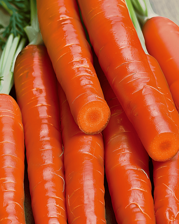 Semillas de zanahoria Nantes 2 (Daucus carota) – hortaliza anual