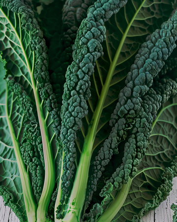 Semillas de col rizada Nero Di Toscana (Brassica oleracea) – verdura anual