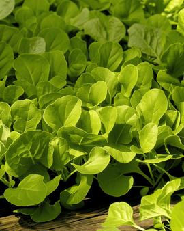 Sementes de Chicória Zuccherina Di Trieste Cichorium Intybus Anual
