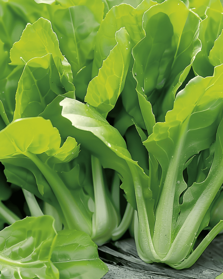 Semillas de achicoria Cut And Come Again (Cichorium intybus) – verdura anual