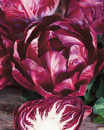 Sementes de chicória Rossa Di Verona Tardiva (Cichorium intybus) – vegetal bienal