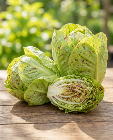Achicoria de hoja Variegata Di Lusia (Cichorium intybus) – semillas de hortaliza anual de SeedsChoice