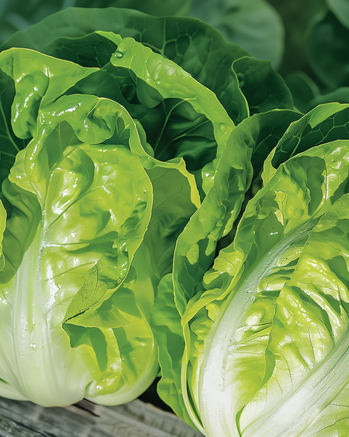 Sementes de alface romana loura tolerante ao calor (Lactuca sativa) – vegetal
